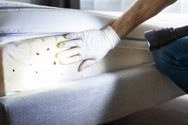 Best Affordable Pest Control Services  in Katy, TX